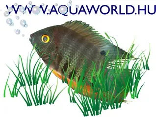 kuponok Aquaworld
