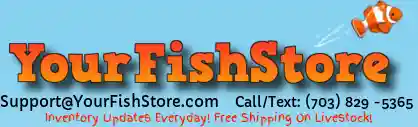 YourFishStore